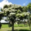 Óleo Essencial de Melaleuca (Tea Tree)