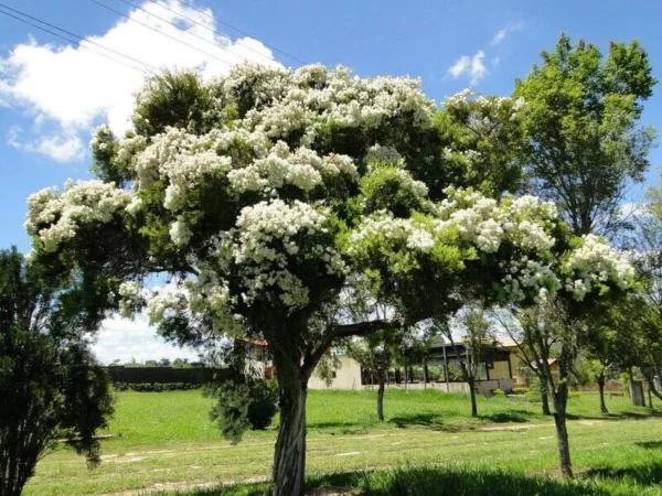 Óleo Essencial de Melaleuca (Tea Tree)