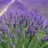 Óleo Essencial de Lavanda Francesa