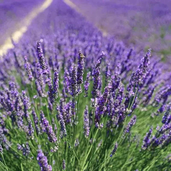 Óleo Essencial de Lavanda Francesa