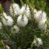 Óleo Essencial de Melaleuca (Tea Tree)