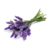 Óleo Essencial de Lavanda Francesa